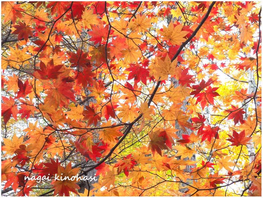 八千穂高原の白樺と紅葉 長い木の橋