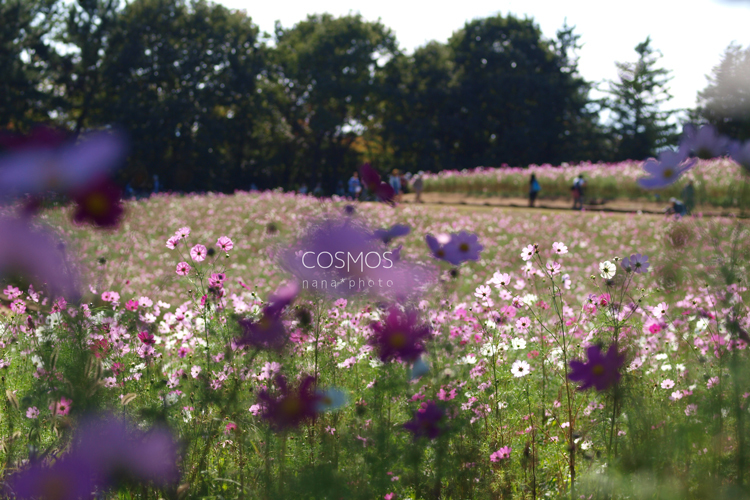 COSMOS 2015 #02_d0336785_11584930.jpg