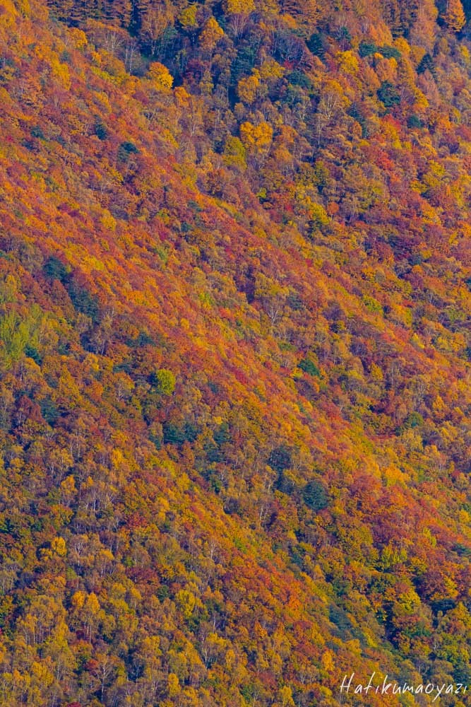 e0123889_21362139.jpg