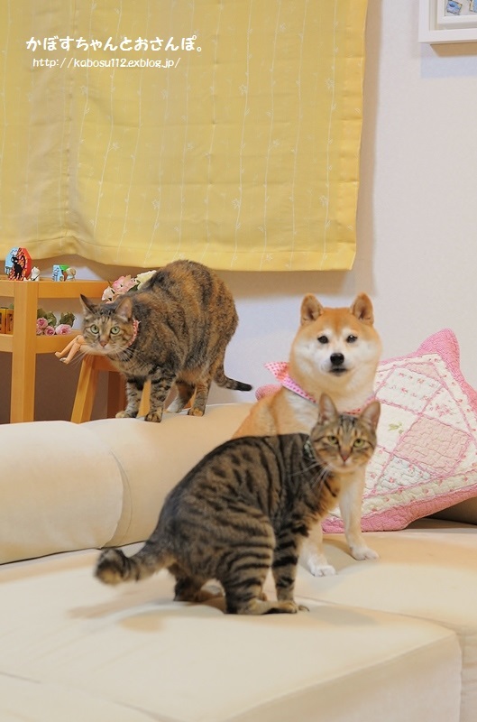 試行錯誤_a0126590_22232241.jpg