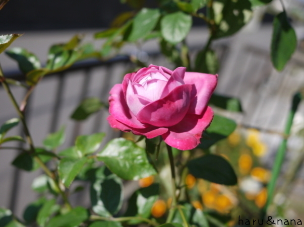 庭の秋バラ ブルーリバー 春 ナナと庭の薔薇