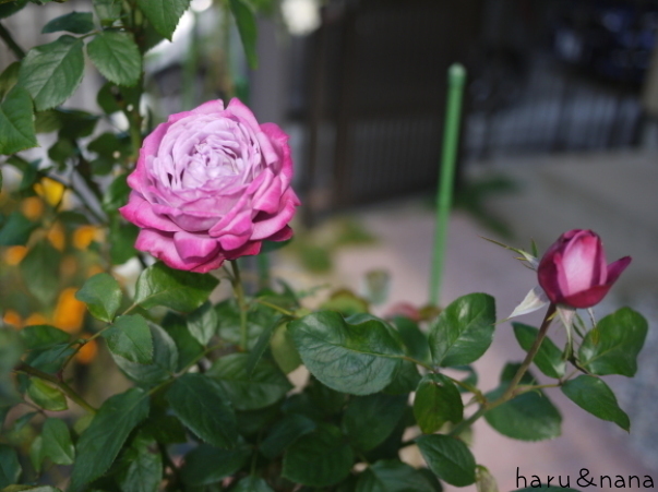 庭の秋バラ ブルーリバー 春 ナナと庭の薔薇