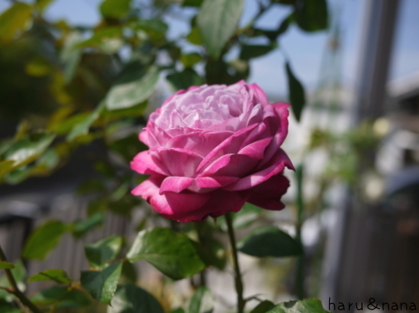 庭の秋バラ ブルーリバー 春 ナナと庭の薔薇