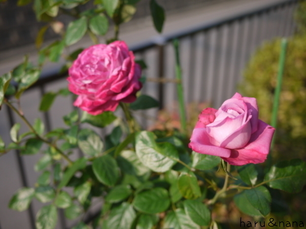 庭の秋バラ ブルーリバー 春 ナナと庭の薔薇