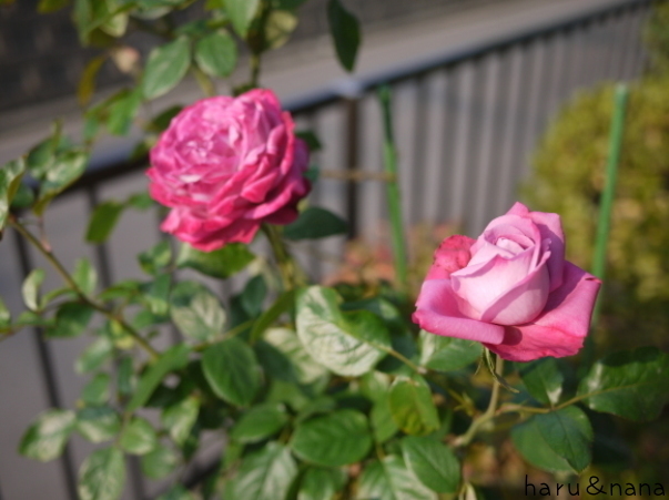 庭の秋バラ ブルーリバー 春 ナナと庭の薔薇 庭の秋バラ ブルーリバー 春 ナナと庭の薔薇