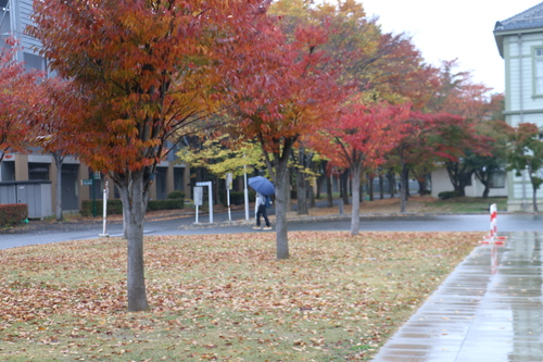 小雨の朝のキャンパス　１０月２２日（寒露・末候）　キリギリス戸に在り_c0075701_12582289.jpg