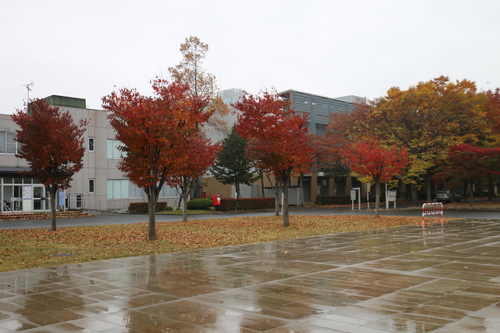 小雨の朝のキャンパス　１０月２２日（寒露・末候）　キリギリス戸に在り_c0075701_12584319.jpg