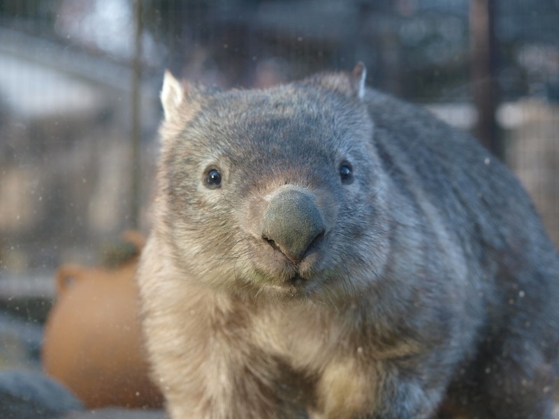 World Wombat Day_a0164204_11183500.jpg