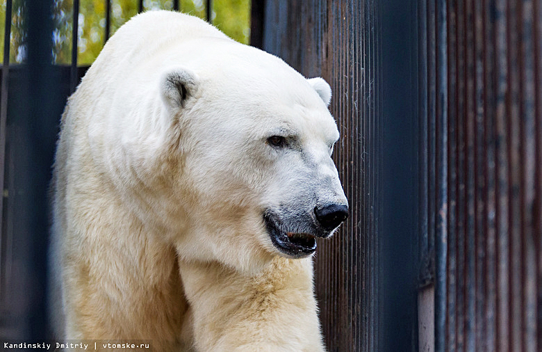 ロシア・西シベリア、セヴェルスク動物園のウドの元気な姿と同園の飼育環境改良への努力への声援_a0151913_22213578.jpg