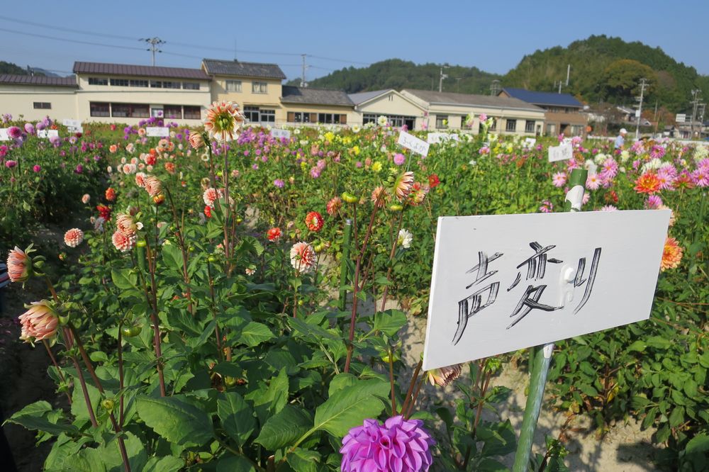 「声変わり」から「八坂神社」へ_a0022024_22521816.jpg