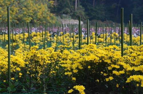 15年 秋の自然（10）……花の命(4)_c0062934_20164656.jpg