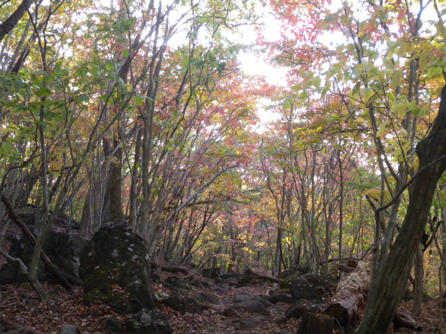 由布岳＆南平台！_e0272335_20183617.jpg