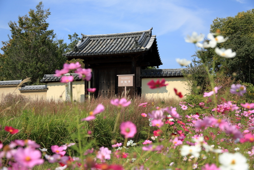 奈良　法起寺のコスモス_b0325840_23431657.jpg