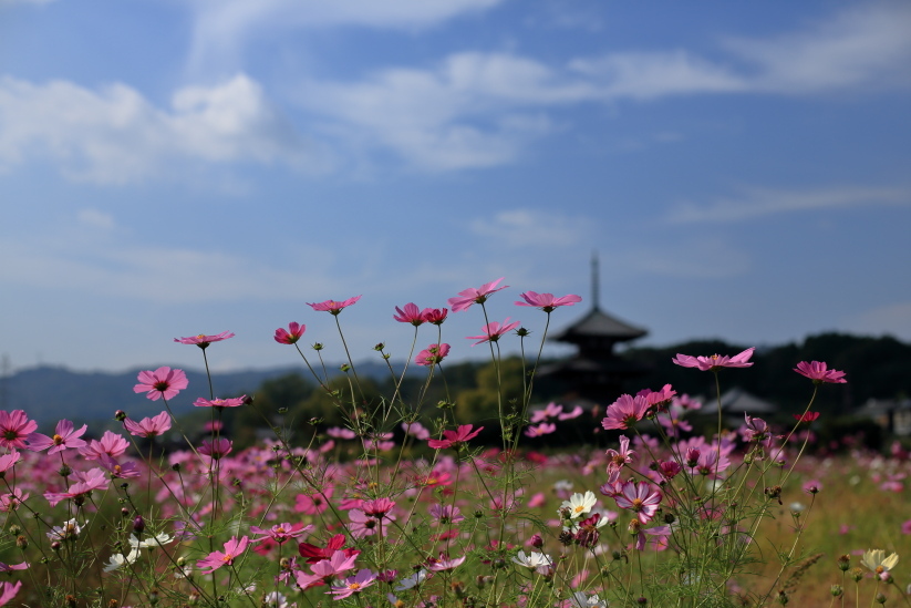 奈良　法起寺のコスモス_b0325840_23460747.jpg