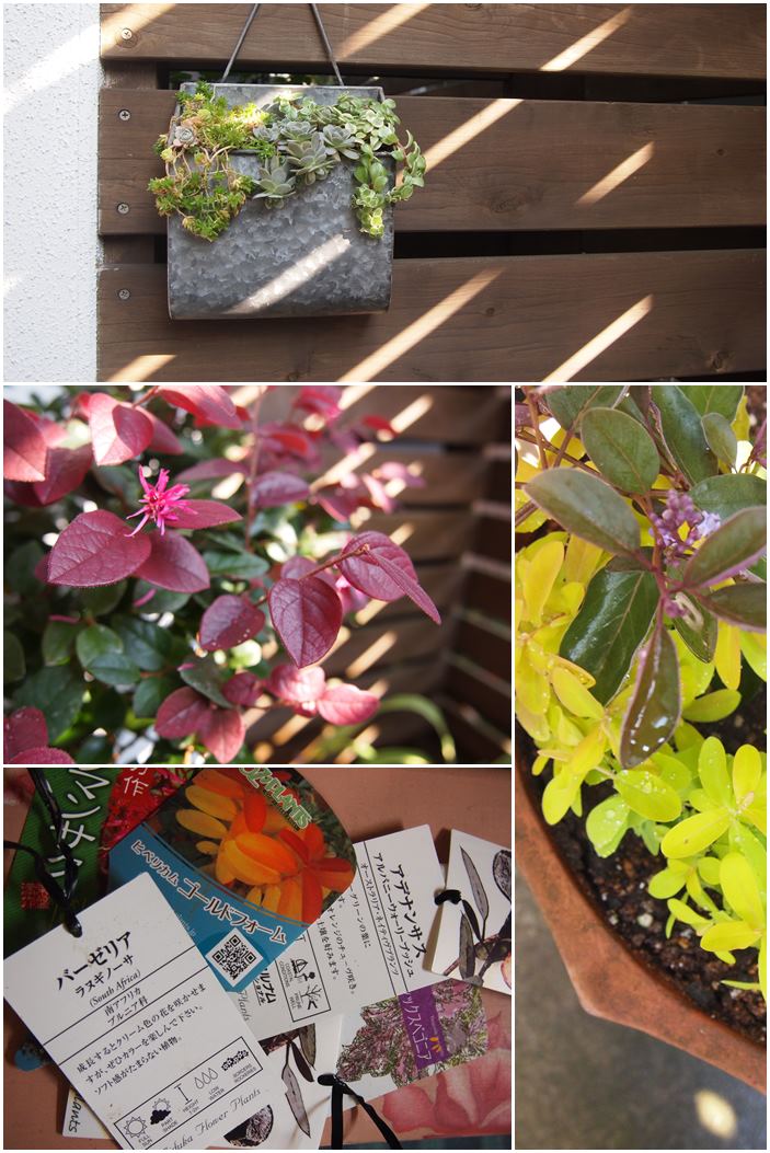 今朝の庭☆植え込み開始_c0152341_23233033.jpg