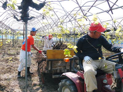 熊本ぶどう 社方園 適地適作とお礼肥え(元肥) 鹿本農業高校から実習生が来ました!!その2_a0254656_1640992.jpg