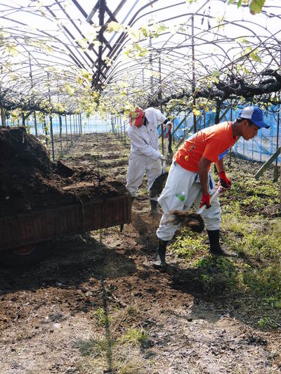 熊本ぶどう 社方園 適地適作とお礼肥え(元肥) 鹿本農業高校から実習生が来ました!!その2_a0254656_16431430.jpg