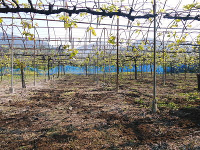 熊本ぶどう 社方園 適地適作とお礼肥え(元肥) 鹿本農業高校から実習生が来ました!!その2_a0254656_17264920.jpg