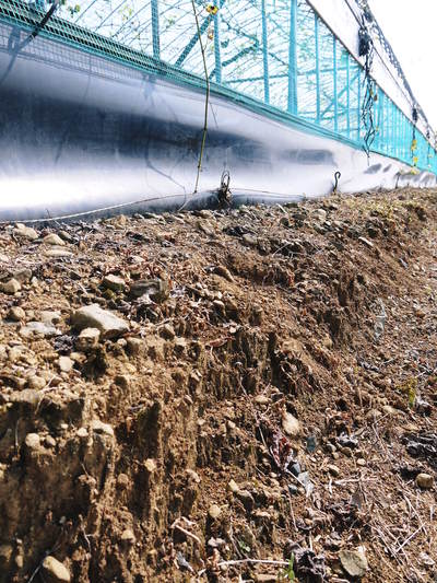 熊本ぶどう 社方園 適地適作とお礼肥え(元肥) 鹿本農業高校から実習生が来ました!!その2_a0254656_17312583.jpg