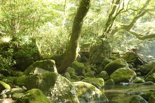 菊池渓谷 撮影_f0176370_15463584.jpg