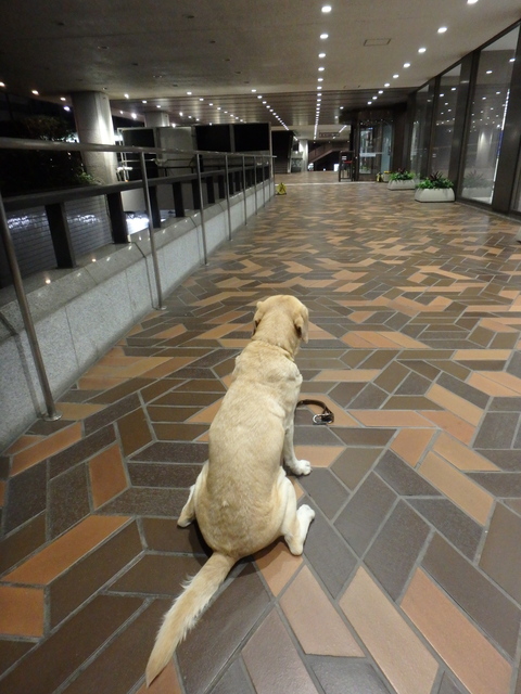 夜食に秋刀魚 _f0052277_212534.jpg