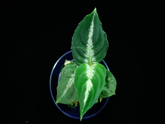 a0067578_2173855.jpg