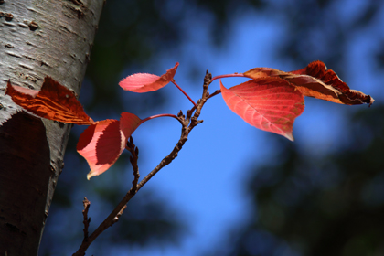 紅葉_e0066686_11143738.jpg