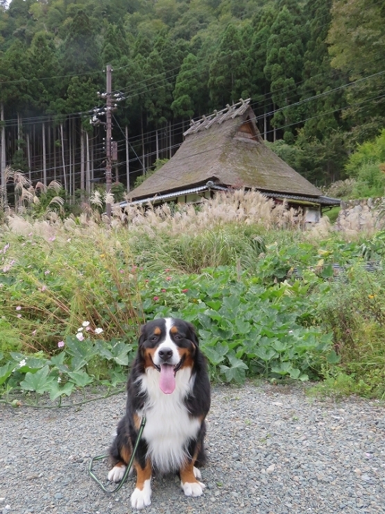 10月♪　祥真と京都へ!美山散策～帰宅♪_b0135889_00404226.jpg