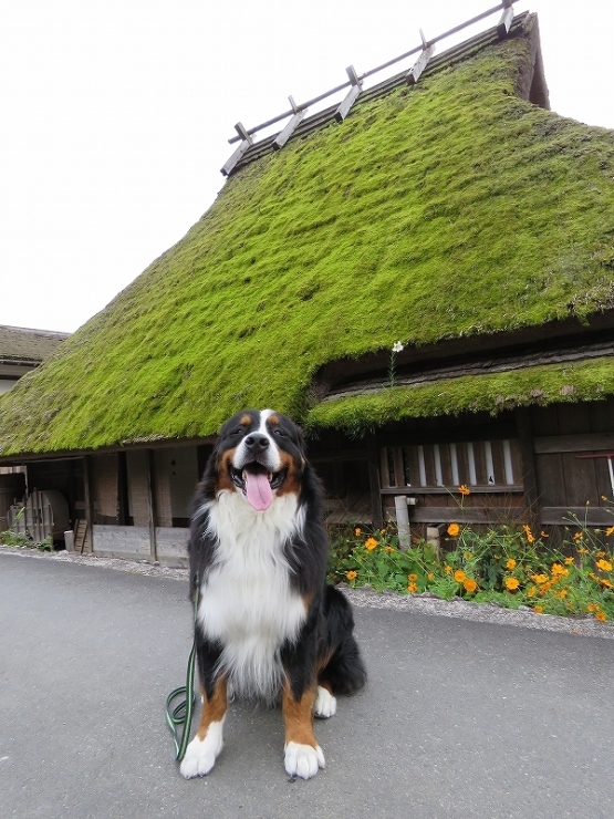 10月♪　祥真と京都へ!美山散策～帰宅♪_b0135889_00420853.jpg