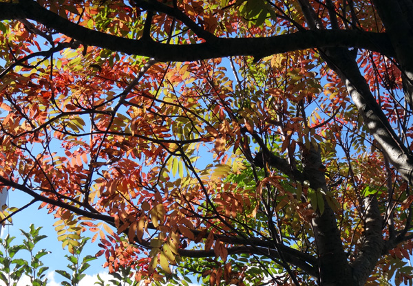 庭のナナカマドの紅葉と、仕立て直したブラックベリーなど♪_a0136293_18222521.jpg