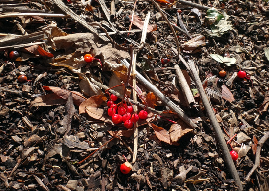 庭のナナカマドの紅葉と、仕立て直したブラックベリーなど♪_a0136293_195068.jpg