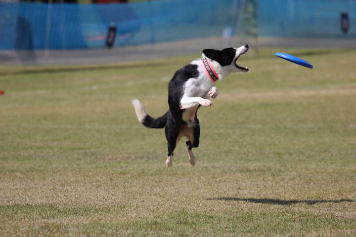 K9★豊橋大会～１日目_e0258397_21253923.jpg