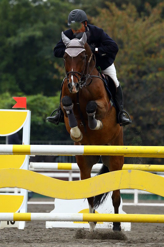 華麗にジャンプするサラブレッドたち 馬事公苑の馬術大会にて 旅プラスの日記