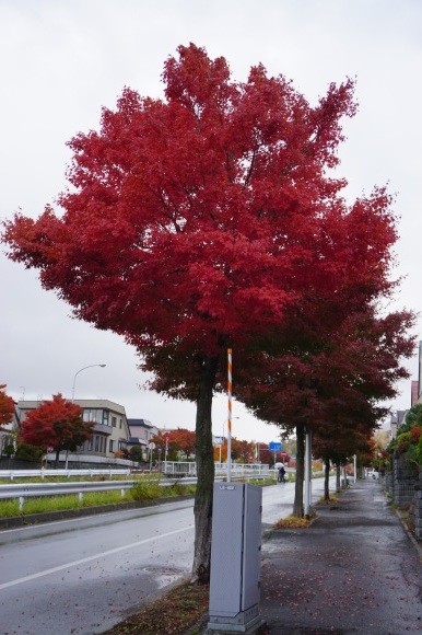 家の近くの紅葉も〜〜綺麗かな！？_d0200811_11250466.jpg