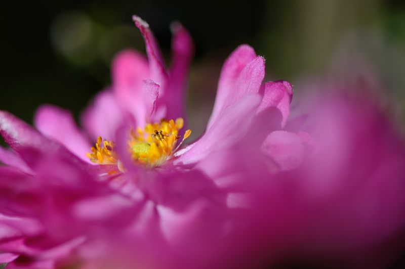 善峯寺の秋明菊_f0032011_19421258.jpg