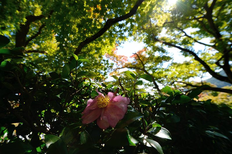 善峯寺の秋明菊_f0032011_19422166.jpg