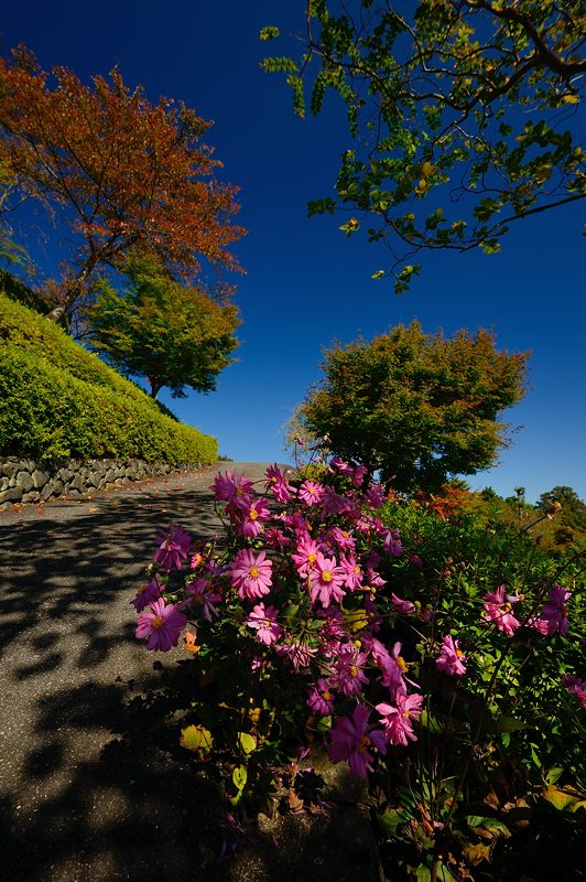 善峯寺の秋明菊_f0032011_19423759.jpg