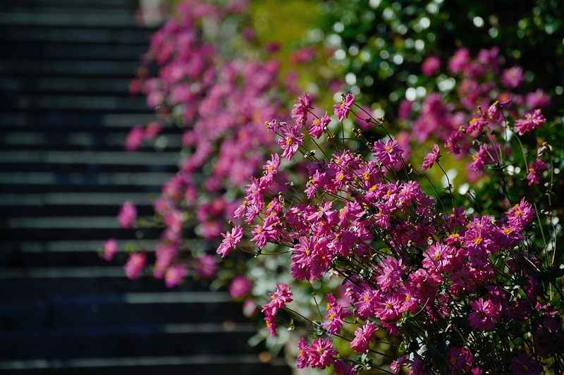 善峯寺の秋明菊_f0032011_1943985.jpg