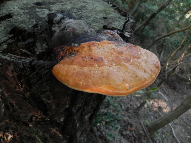 e0352220_18290754.jpg