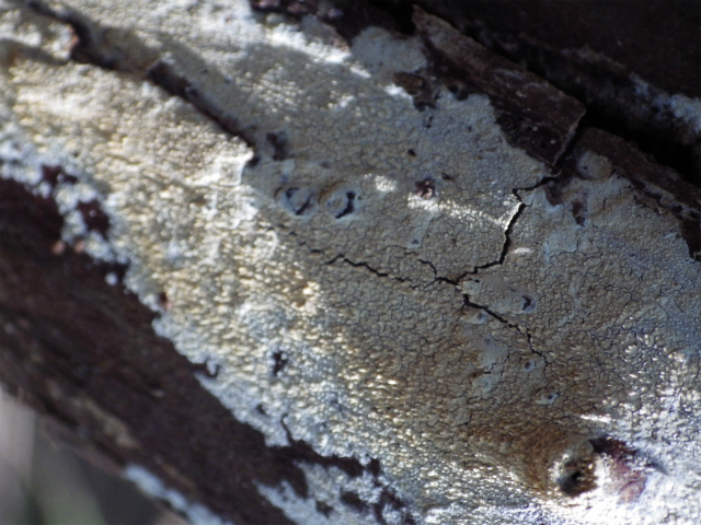 e0352220_18423560.jpg