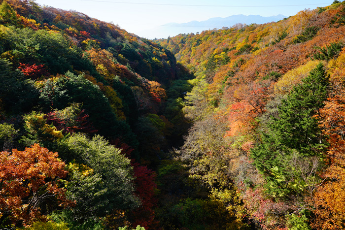 八ヶ岳紅葉_e0077521_19414666.jpg