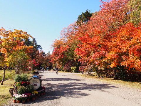 曳屋着座前と紅葉:弘前城曳屋工事*2015.10.23_b0147224_22221536.jpg