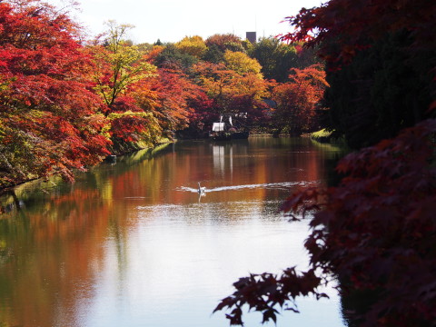 曳屋着座前と紅葉:弘前城曳屋工事*2015.10.23_b0147224_22235213.jpg