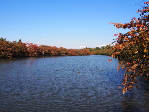 曳屋着座前と紅葉:弘前城曳屋工事*2015.10.23_b0147224_22294138.jpg