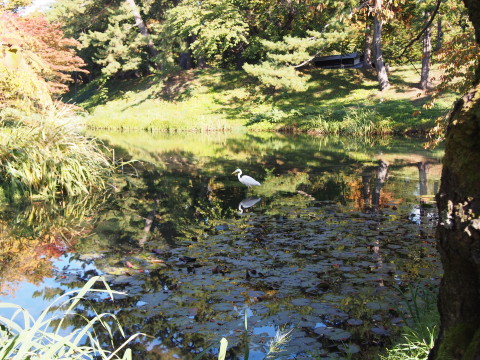 曳屋着座前と紅葉:弘前城曳屋工事*2015.10.23_b0147224_22295917.jpg