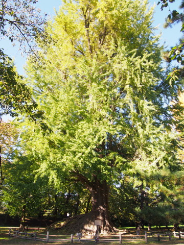 曳屋着座前と紅葉:弘前城曳屋工事*2015.10.23_b0147224_22305898.jpg