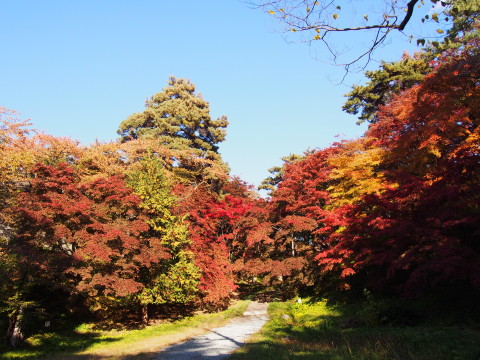 曳屋着座前と紅葉:弘前城曳屋工事*2015.10.23_b0147224_22324798.jpg