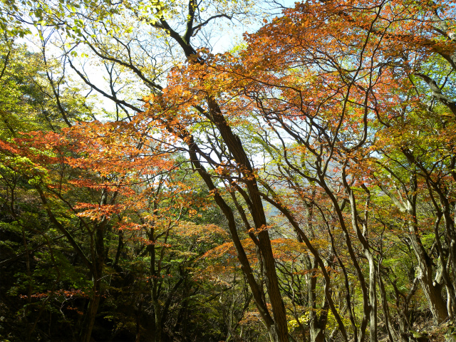 由布岳＆南平台！_e0272335_894351.jpg