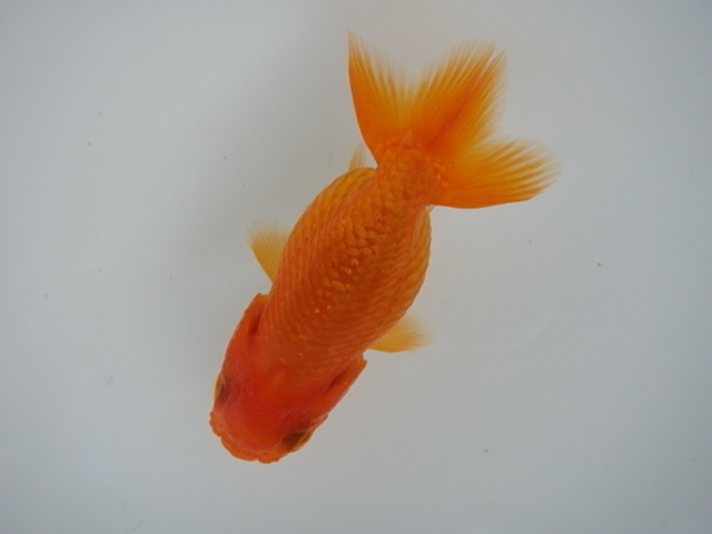 f0334143_8371375.jpg