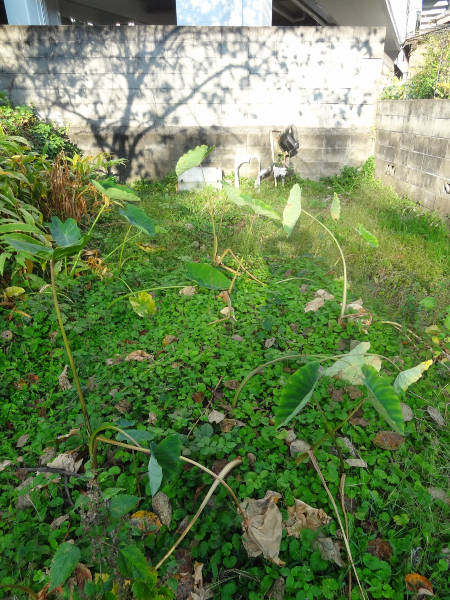 e0033751_1730302.jpg